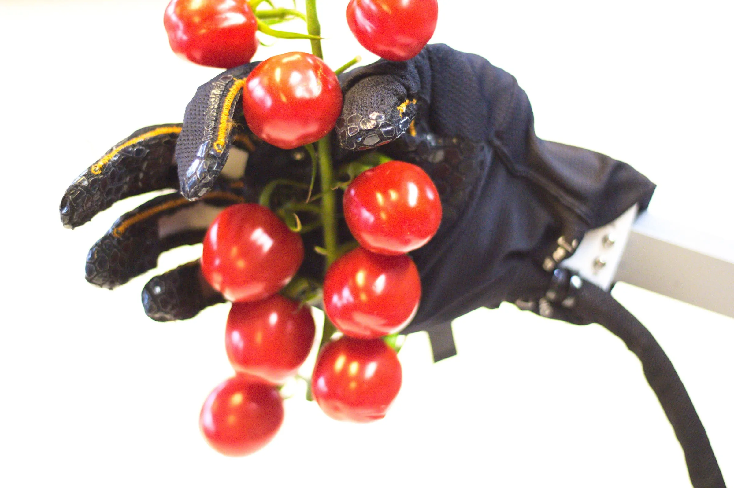 Holding a truss of cherry tomatoes